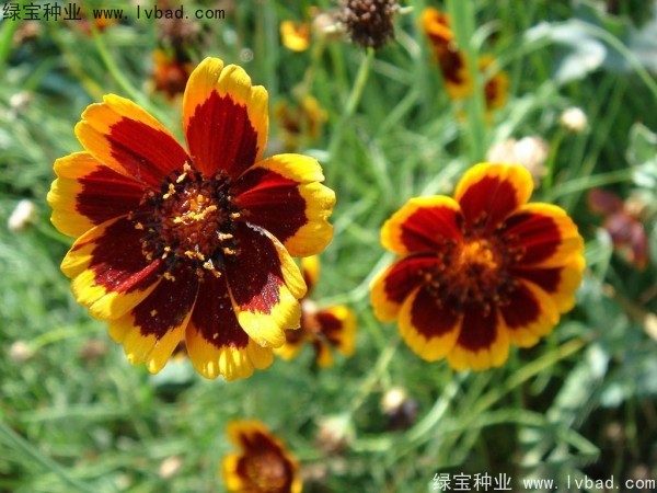 蛇目菊种子