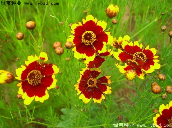 蛇目菊种子