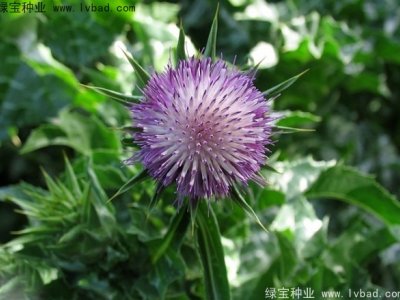 水飞蓟种子