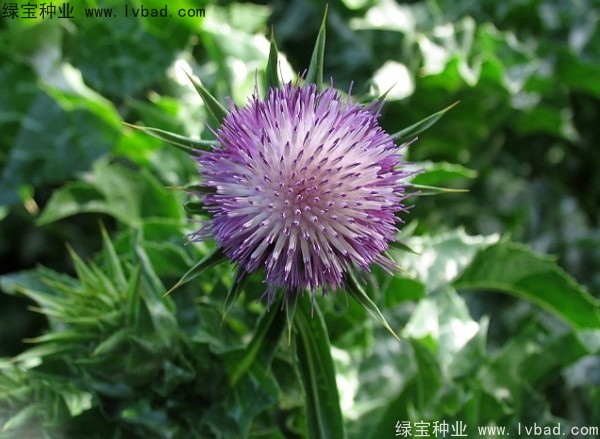 <a href='https://www.lvbad.com/caohuazhongzi/1627.html' target='_blank'>水飞蓟种子</a>