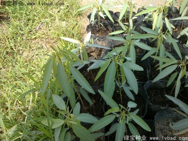 <a href='https://www.lvbad.com/caohuazhongzi/1628.html' target='_blank'>跳舞草</a>