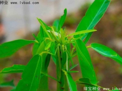 跳舞草种子