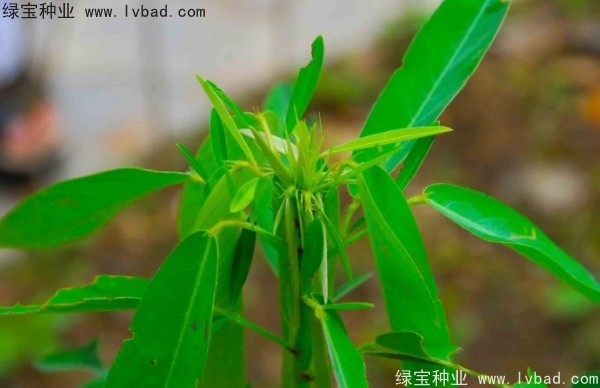 <a href='https://www.lvbad.com/caohuazhongzi/1628.html' target='_blank'>跳舞草</a>