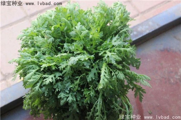 茼蒿种子