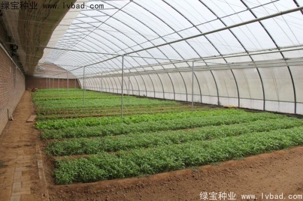 茼蒿种子