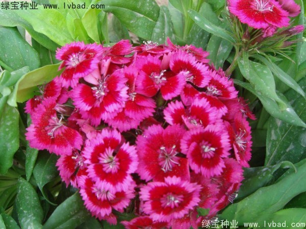 <a href='https://www.lvbad.com/caohuazhongzi/1632.html' target='_blank'>五彩石竹种子</a>