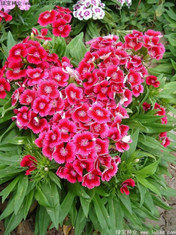 五彩<a href='https://www.lvbad.com/caohuazhongzi/97045.html' target='_blank'>石竹种子</a>