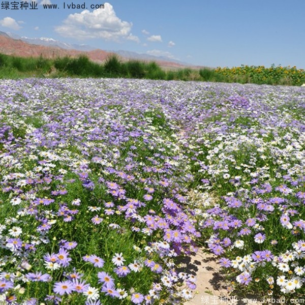 <a href='https://www.lvbad.com/caohuazhongzi/1633.html' target='_blank'>五色菊种子</a>