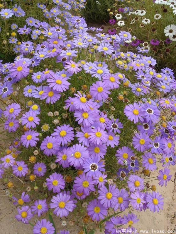 五色菊<a href='https://www.lvbad.com/' target='_blank'>种子</a>