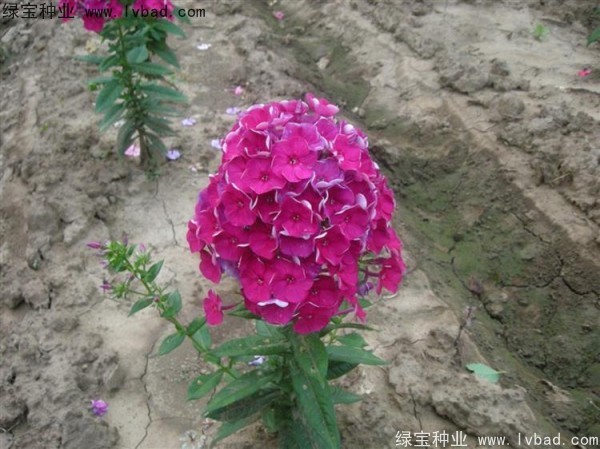 五色梅种子