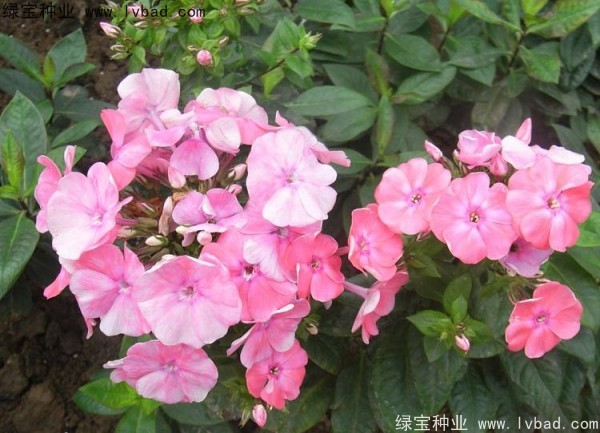 五色梅种子