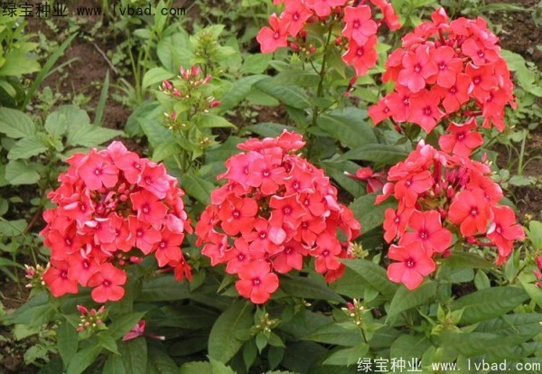 五色梅种子