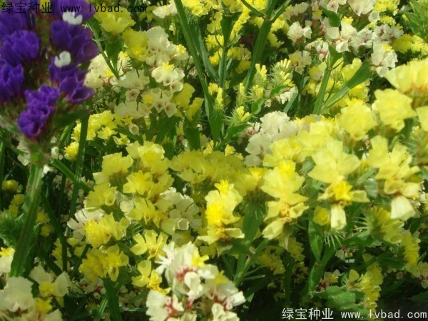 勿忘我图片