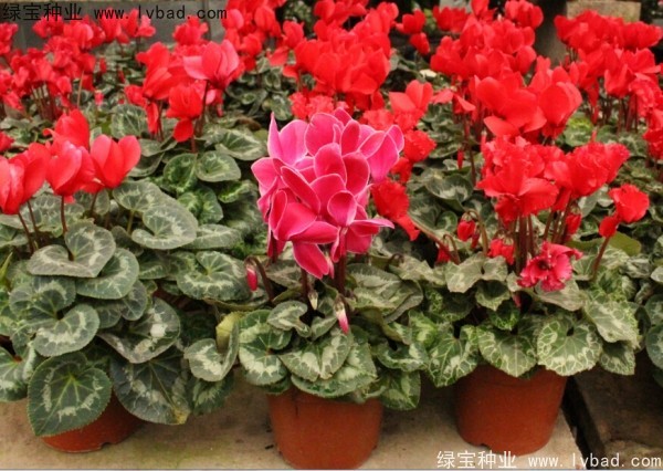 <a href='https://www.lvbad.com/caohuazhongzi/1637.html' target='_blank'>仙客来</a><a href='https://www.lvbad.com/' target='_blank'>种子</a>