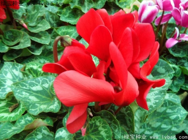 仙客来<a href='https://www.lvbad.com/' target='_blank'>种子</a>