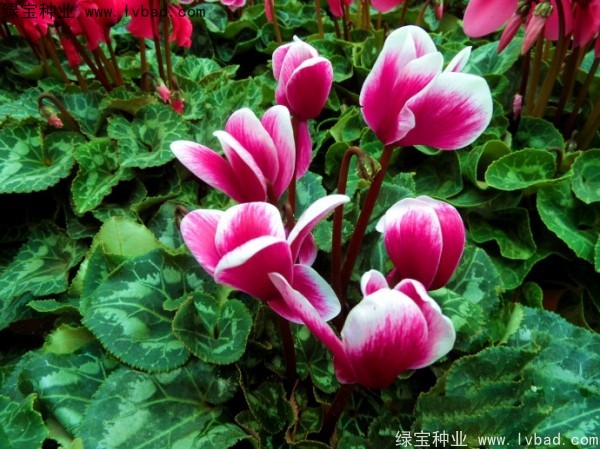 <a href='https://www.lvbad.com/caohuazhongzi/1637.html' target='_blank'>仙客来</a><a href='https://www.lvbad.com/' target='_blank'>种子</a>