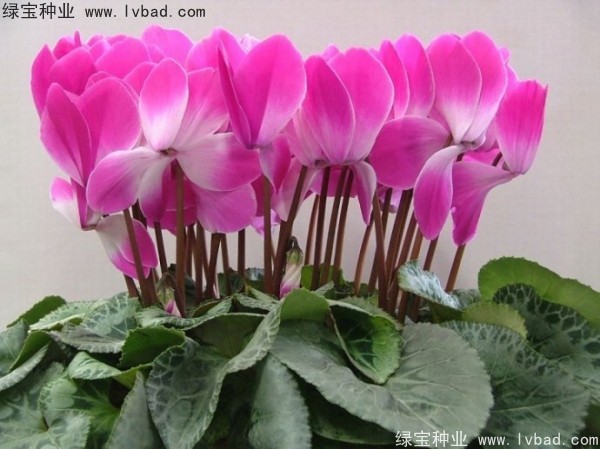 <a href='https://www.lvbad.com/caohuazhongzi/1637.html' target='_blank'>仙客来种子</a>