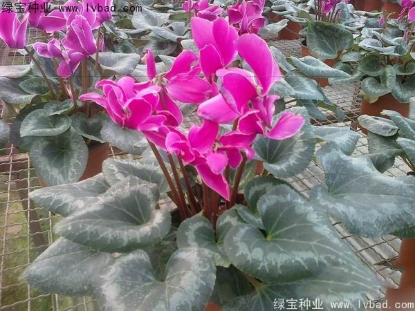 <a href='https://www.lvbad.com/caohuazhongzi/1637.html' target='_blank'>仙客来种子</a>