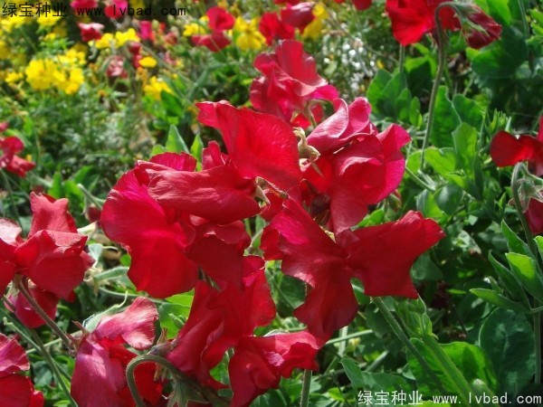 <a href='https://www.lvbad.com/caohuazhongzi/1638.html' target='_blank'>香豌豆种子</a>