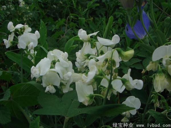 <a href='https://www.lvbad.com/caohuazhongzi/1638.html' target='_blank'>香豌豆</a><a href='https://www.lvbad.com/' target='_blank'>种子</a>
