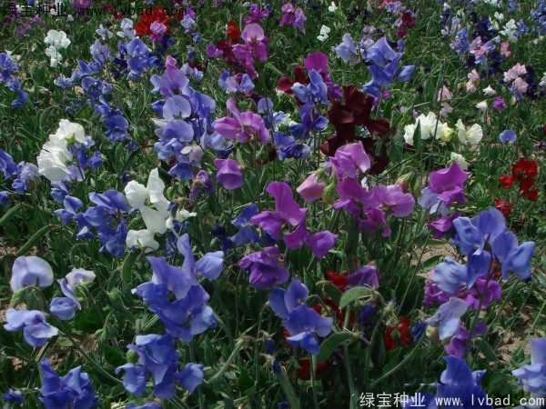 香豌豆种子