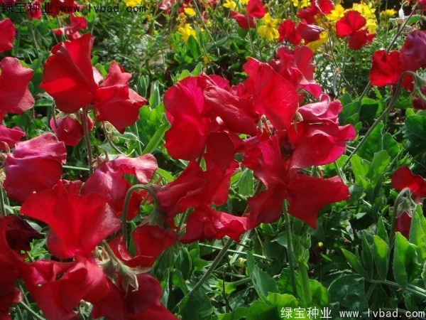 <a href='https://www.lvbad.com/caohuazhongzi/1638.html' target='_blank'>香豌豆种子</a>