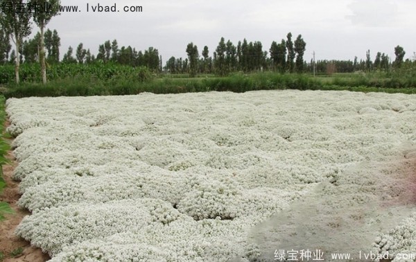 香雪球种子