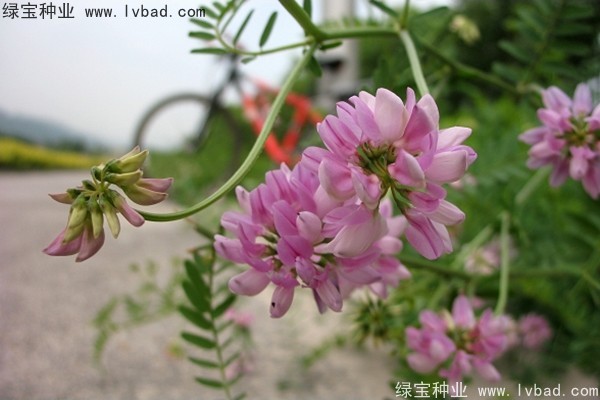 小冠花图片