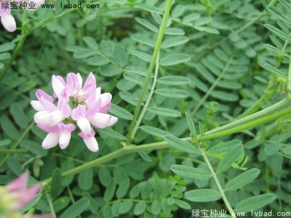 小冠花图片