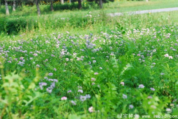 小冠花图片