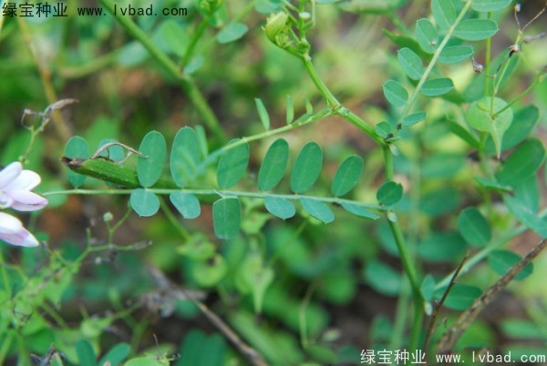 小冠花图片
