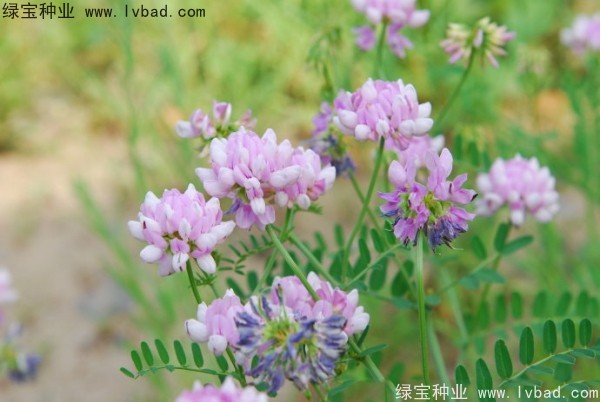 小冠花图片