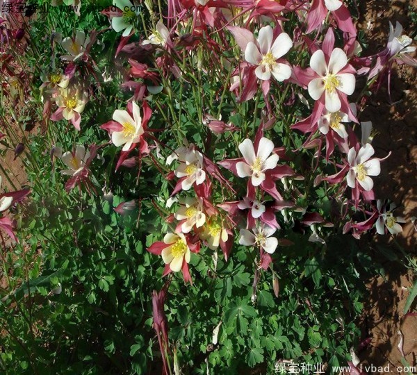 小花楼斗菜种子