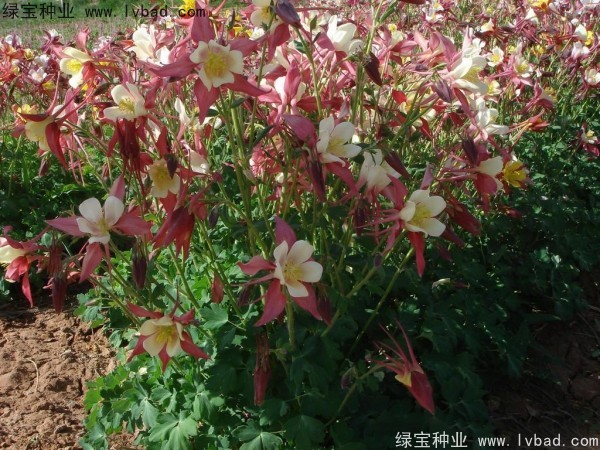 小花楼斗菜种子
