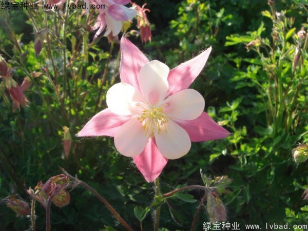 小花楼斗菜种子