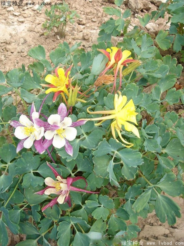 小花楼斗菜种子
