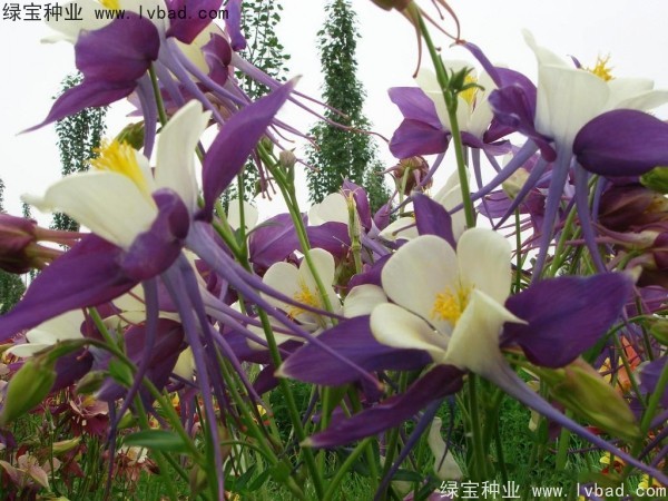 小花楼斗菜种子