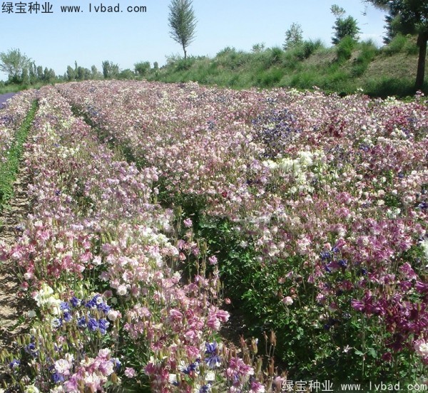 小花楼斗菜种子
