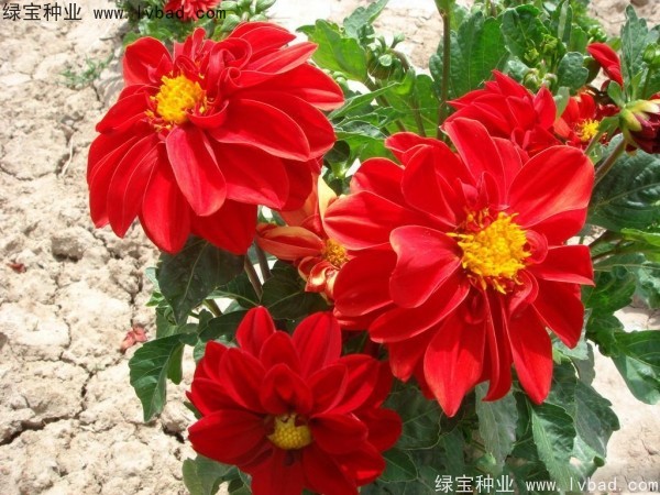 小丽花图片