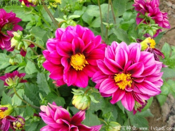 小丽花图片