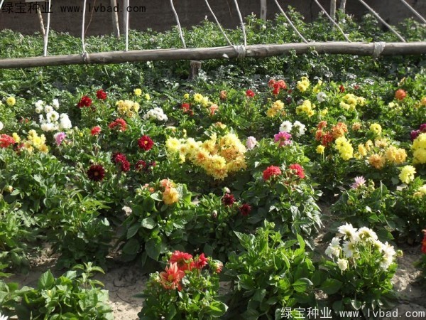 小丽花图片