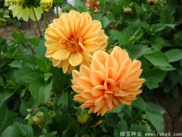 小丽花图片