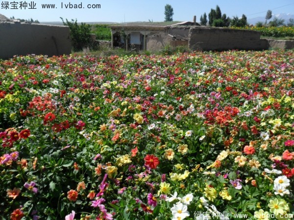 小丽花图片