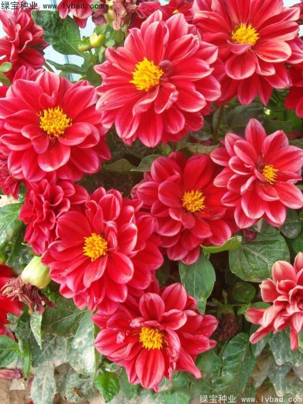 小丽花图片