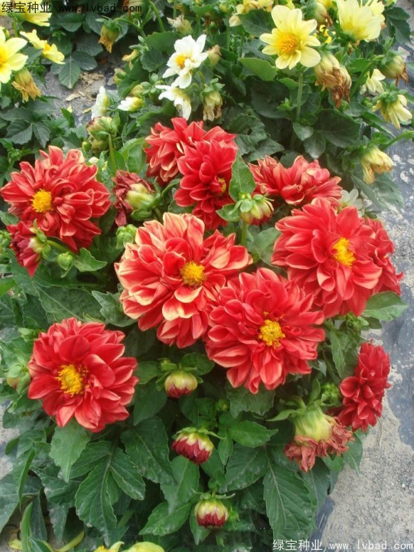 小丽花图片