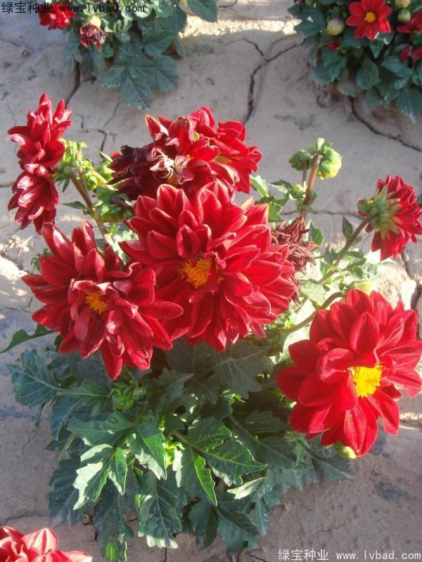 小丽花图片