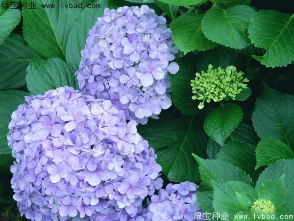 绣球花种子