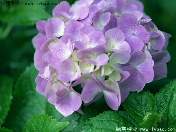 绣球花种子