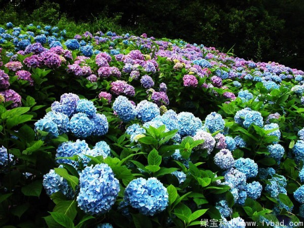 绣球花种子
