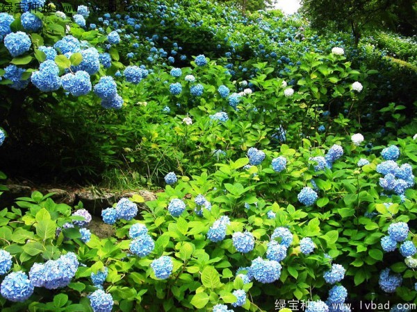 绣球花种子